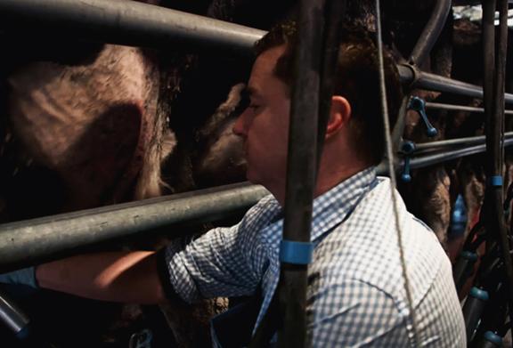 Worker operating milking equipment in a dairy facility, ensuring efficient and hygienic milk collection from cows