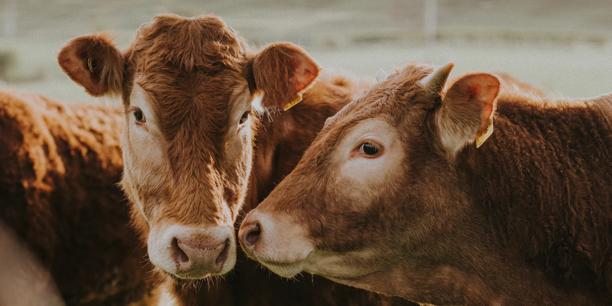 Brown cattle in a pasture representing livestock farming and agricultural markets.