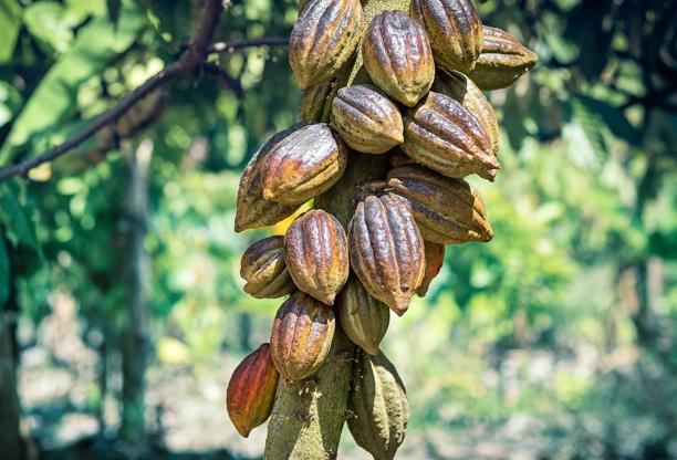 Grupo de vagens de cacau maduras crescendo em um tronco de árvore em uma plantação tropical, representando a produção de cacau.