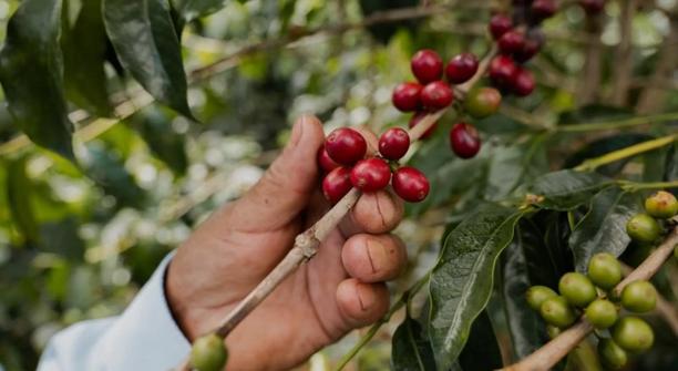 Hand picking coffee cherries