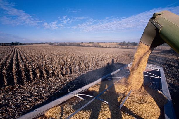 Close-up of grain being harvested and unloaded from a combine harvester onto a farm field during the harvest season