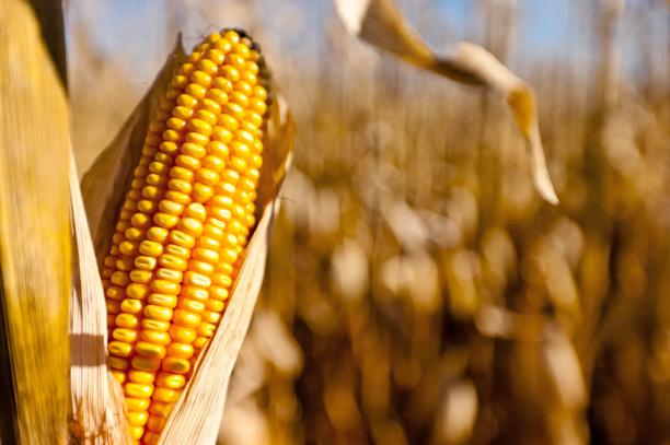 Espiga de milho dourada em primeiro plano em uma plantação, simbolizando safra agrícola e produção rural.