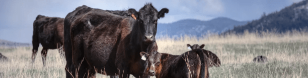 Cattle grazing in an open pasture with a scenic mountain backdrop