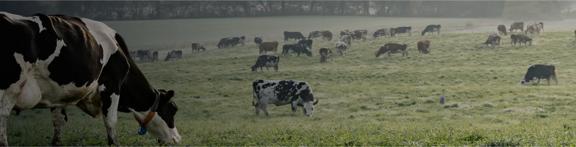 Dairy Trading App