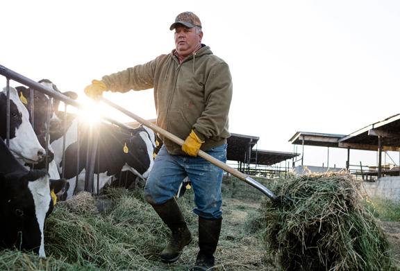 Farmer forking hay to feed cows