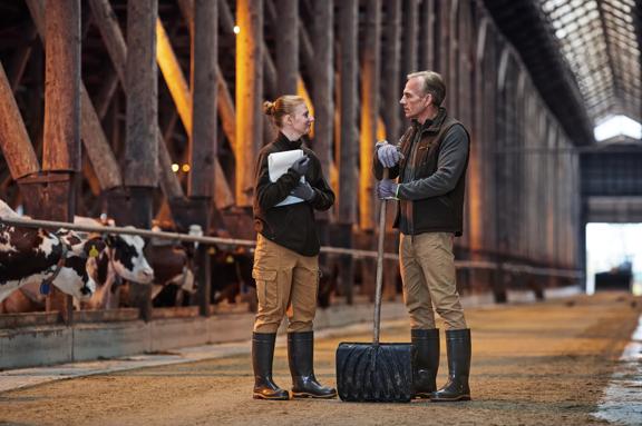 Two farmers discussing livestock care in a modern dairy barn with cows in the background