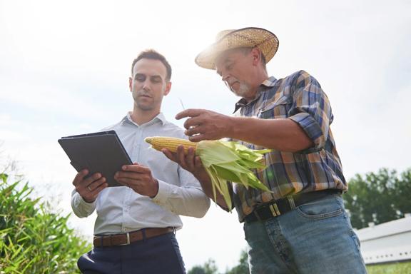 Two people reviewing a tablet and examining a corn cob in a field of growing corn crops.