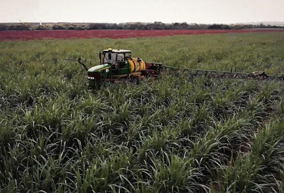 Tractor driving through a sugarcane field