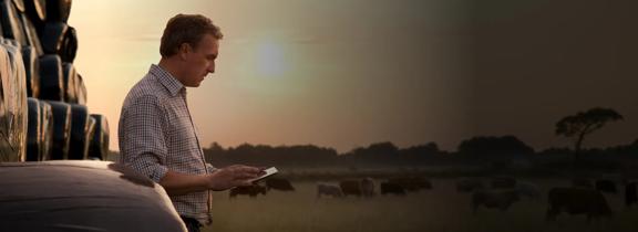 Farmer checking smartphone while standing beside hay bales with cows in the background during sunset.