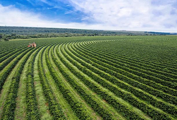 Vista aérea de um grande campo agrícola verde com linhas curvas de cultivo sob um céu azul
