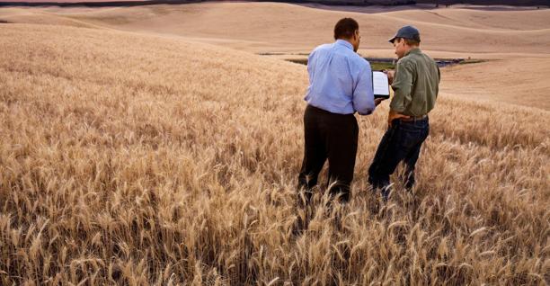 Two men standing in a field of wheat