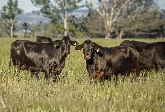 Two black beef cattle with ear tags standing in a green pasture with more cattle and trees in the background
