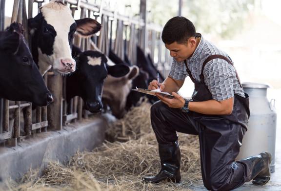 Farmer recording data while observing cows in a barn