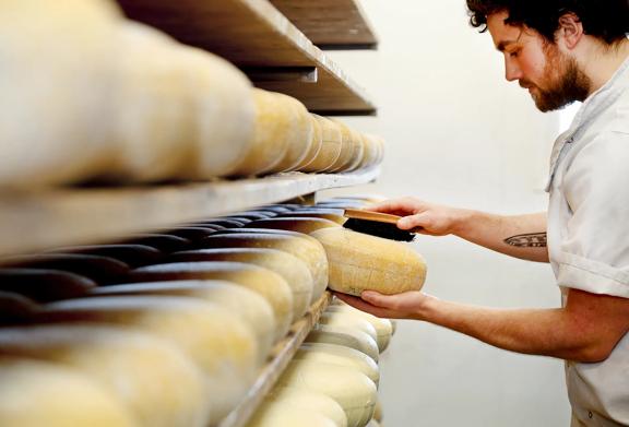 Artisan cheesemaker brushing wheels of cheese