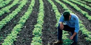 A farmer using his hands  to monitor crop growth in a vegetable field