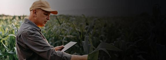 Farmer using a tablet to inspect corn crops in the field, representing digital agriculture and smart farming practices.