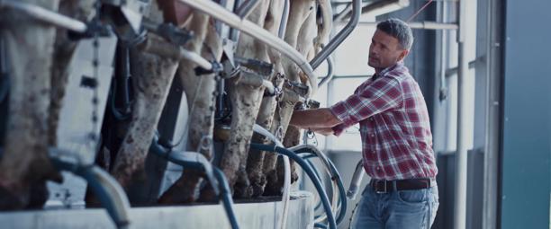 Farmer operating a modern milking machine in a dairy farm