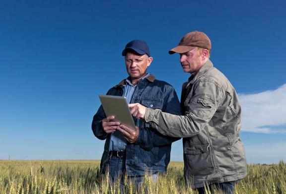 Two farmers standing in a barley field using a digital tablet to analyze crop data and farm management