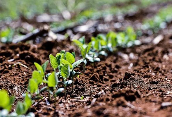 Close-up of fresh green seedlings sprouting in rows from rich brown soil on a farm field
