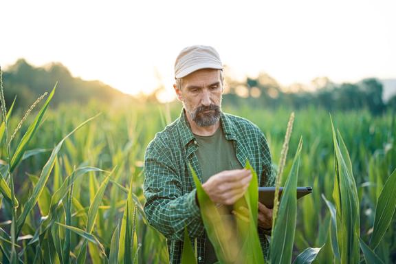 Homem agricultor em plantação de milho, analisando folhas com apoio de tablet para monitoramento agrícola.