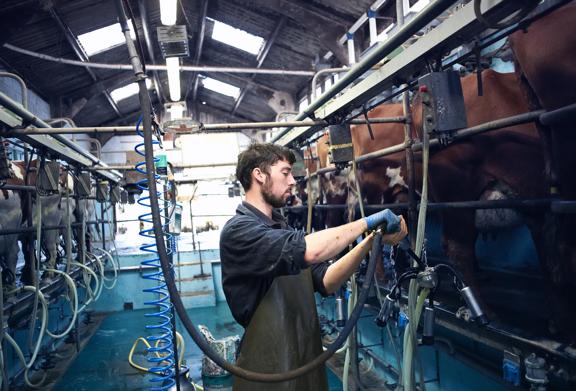 Farmer milking in modern dairy farm