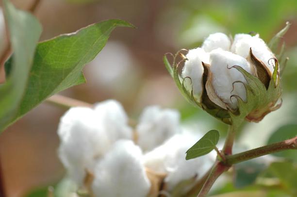 Detalhe de planta de algodão com fibras brancas maduras, pronta para a colheita agrícola