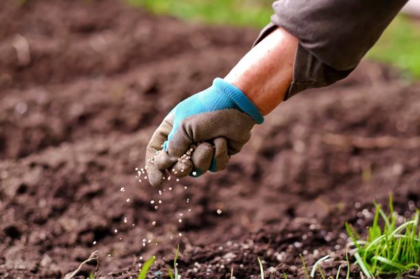 Mulher sênior aplicando fertilizante para plantas no solo de um jardim de flores e vegetais.