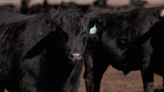 Close-up of black cattle in a feedlot with ear tags used for identification
