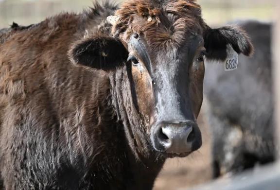 Close-up of a black beef cow with an ear tag standing in a feedlot