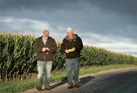 Two farmers walking along a path next to a corn field