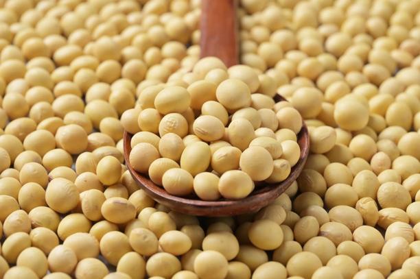 A wooden spoon filled with pale yellow soybeans resting on a surface covered entirely with soybeans.