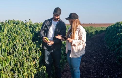 Agronomists inspect coffee crops, symbolizing expert sourcing and market insights in coffee trading.
