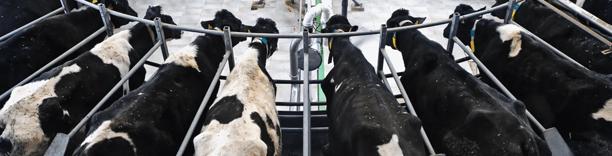 Dairy cows in feeding stalls, symbolizing milk production and dairy farming