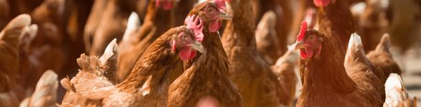 Brown hens in poultry farm, representing egg production and agricultural farming