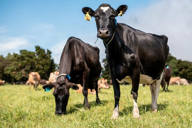 Two black and white dairy cows standing and grazing in a grassy field, with additional cattle in the background
