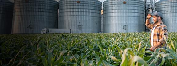 Um homem em pé em um campo de milho com silos ao fundo, analisando seu inventário de colheita.