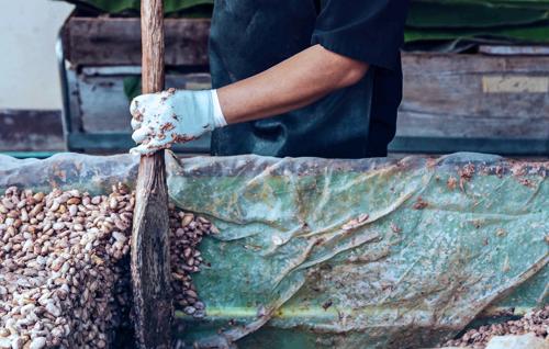 Worker stirring fermenting cacao beans with a wooden tool, part of the traditional chocolate production process.