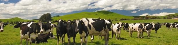 Dairy cows on a rural livestock farm.