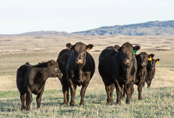 Group of black Angus cattle standing on open grassland with rolling hills in the background