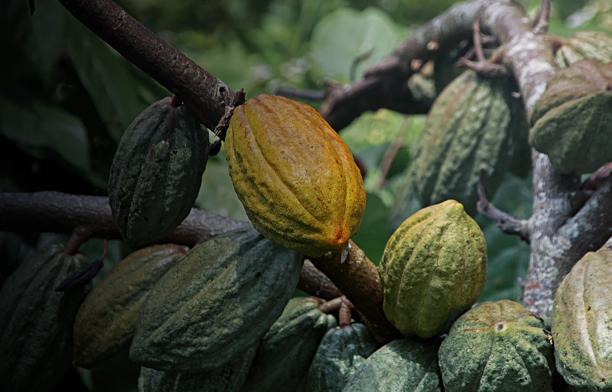 Vagens de cacau maduras e verdes crescendo em um cacaueiro em meio à vegetação tropical.