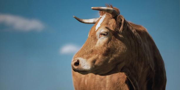 Cattle grazing under a blue sky