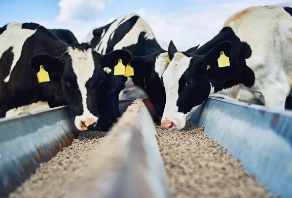 Herd of dairy cows in a pasture representing Livestock Risk Protection coverage	