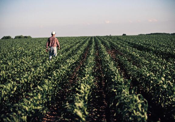 Farmer walking through a large, green crop field during daylight, inspecting plant growth