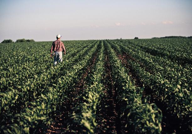 Farmer walking through a large, green crop field during daylight, inspecting plant growth