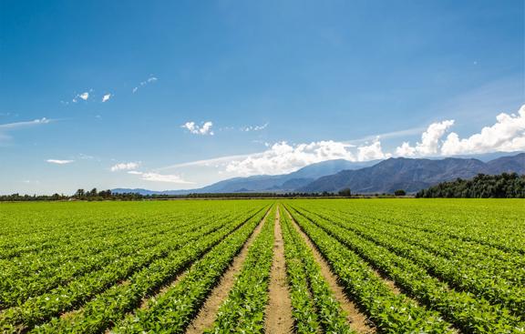 A wide agricultural field with rows of green crops under a clear blue sky and distant mountains.