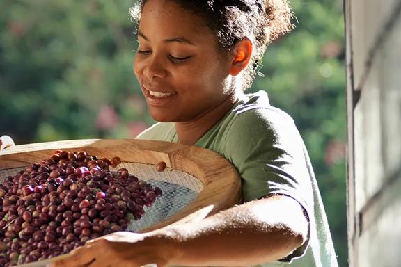 Smiling coffee farmer sifting freshly harvested coffee cherries, representing global coffee brokerage solutions.