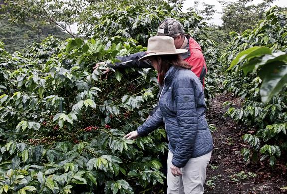 Two people inspecting ripe coffee cherries on a farm plantation