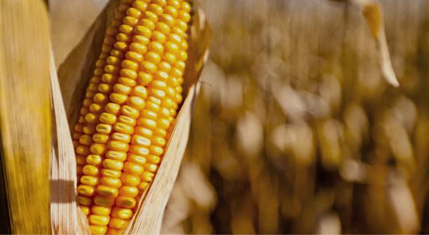 SFUS - Soft commodities - corn