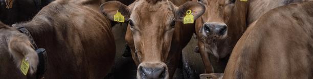 Media room image - Brown cattle in field – livestock farming (EN only)