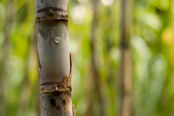 Close-up do caule de cana-de-açúcar em plantação, representando produção agrícola e cultivo de matéria-prima para o açúcar e etanol.
